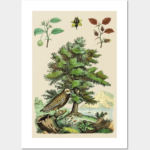 Tree and Owl Vintage Nature Illustration Wall Art by Biophilia